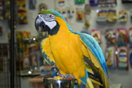 Pet Food and Supplies-Business Specializing in Birds For Sale